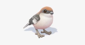 Localização do Picanço Heartopia Woodchat | Eurogamer.net