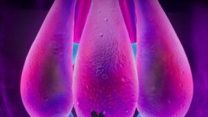 Todas as localizações do Subnautica 2 Angel Comb