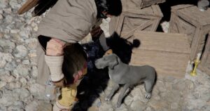 Como conseguir animais de estimação no Deserto Carmesim